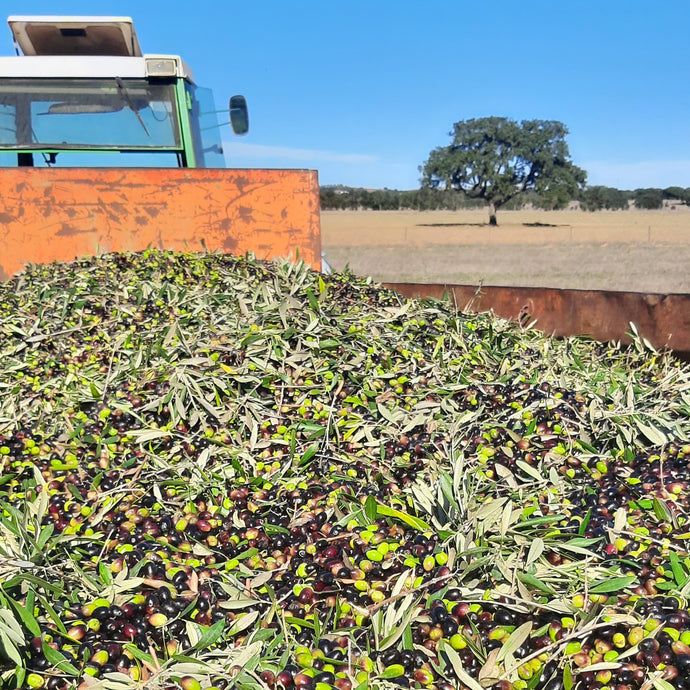 Harvest time, best time.